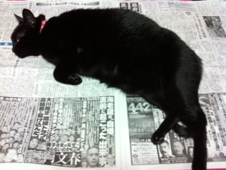 姉さん猫ルナ