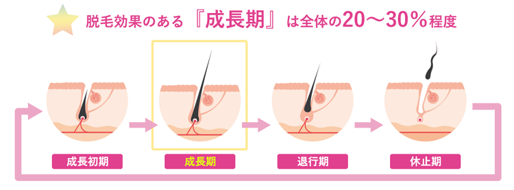 毛周期と脱毛の関係